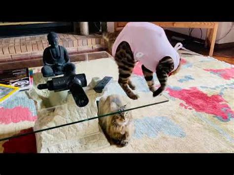 Reddit gives you the best of the internet in one place. Cats fighting or playing? - YouTube