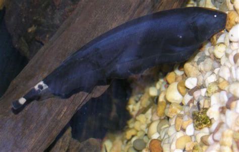 Black Ghost Knife Fish 101 Care Tank Mates And More