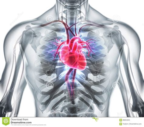 3D心脏，医疗概念的例证 库存例证. 插画 包括有 3d心脏，医疗概念的例证 - 89354254