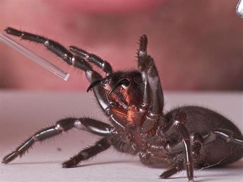Despite the formidable reputation of these spiders, there has been little published on either their biology or ecology. The 25+ best Sydney funnel web spider ideas on Pinterest ...