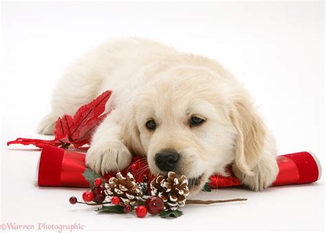 Dog Golden Retriever Pup With Christmas Cracker Photo Wp20044