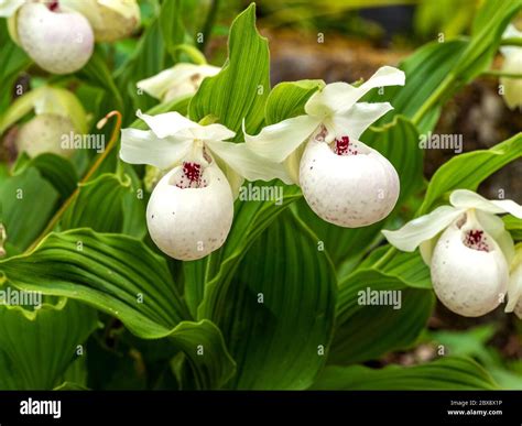 White And Purple Flowers And Green Leaves Of The Ladys Slipper Orchid