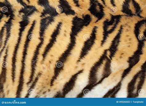 Beauty Of Real Tiger Fur Stock Photo Image 49326502