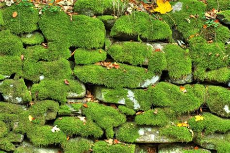 Stone Wall With Moss Stock Photo Image Of Green Moss 45600576