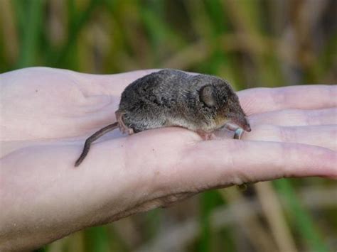 What Is The Worlds Smallest Mammal 5 Steps