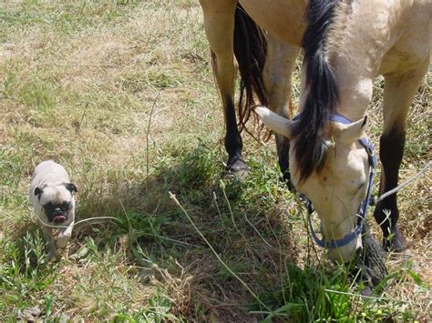 Pug Nozy And The Horse In The Farm Pug Pinterest
