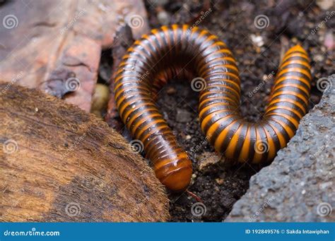 A Pair Of Millipedes Mating Mating Of Red Millipedes Bangkok
