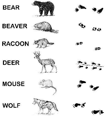 This is a fun activity for young learners on the topic of animal noises. Match the animal to their tracks. NIAC Kids Corner ...