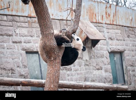 Giant Panda In Panda House Of Beijing Zoo Located In Xicheng District