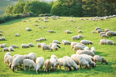 Make Pasture And Forages Work For Sheep Ag Proud