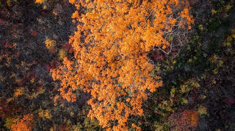 Download Wallpaper 1920x1080 Forest Trees Autumn Aerial View Nature