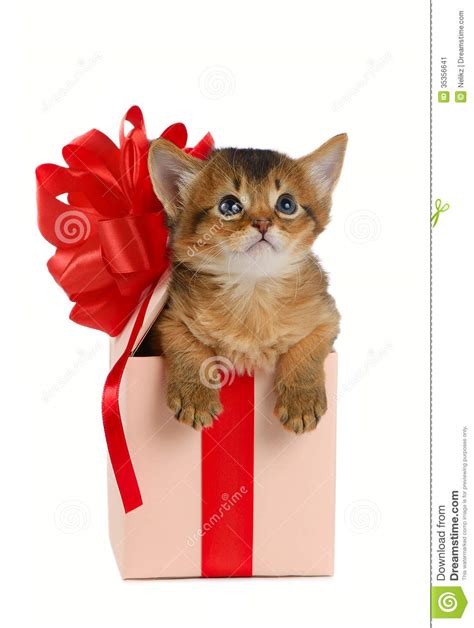 Cute Somali Kitten In A Present Box Stock Image Image Of