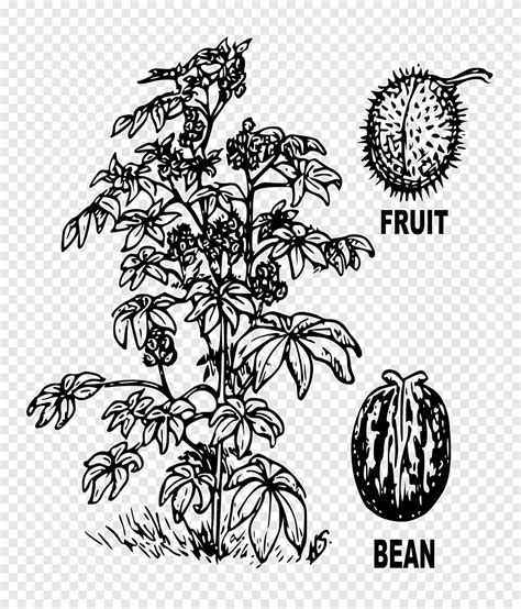 ricinus drawing castor oil black beans botany leaf png pngegg