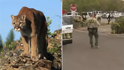 Mountain Lions Killed For Eating Hiker Who Was Already Dead When They