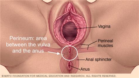 Ampolla entre vagina y ano Chicas desnudas y sus coños