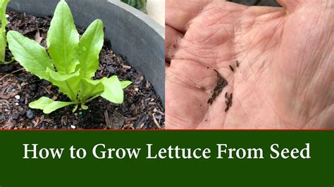 How To Grow Lettuce From Seed Youtube