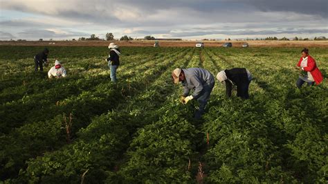 Us Farmers Blame Gop For Crippling Immigrant Labor Shortage Fox News