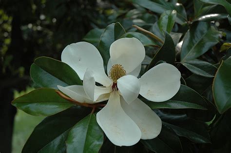 Southern Magnolia Magnolia Grandiflora In Richmond Fairfax Loudoun