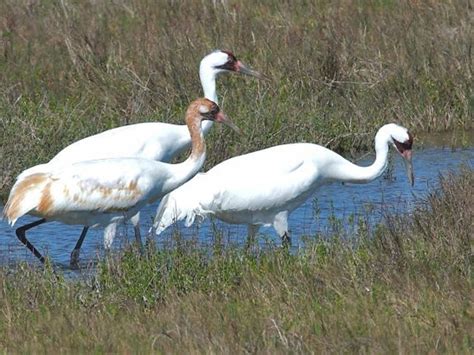 500 Endangered Whooping Cranes Have Begun Arriving In South Texas