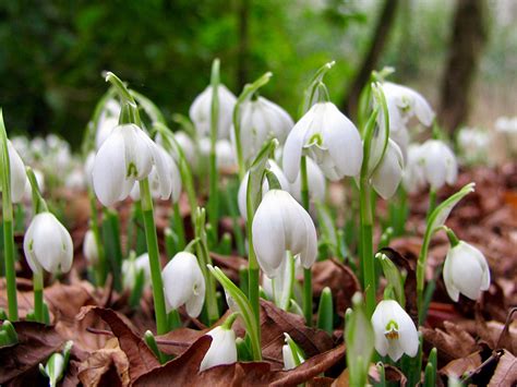 Explore chris.x.x.'s photos on flickr. Double Snowdrop Bulbs - Galanthus Nivalis 'Flore Pleno ...