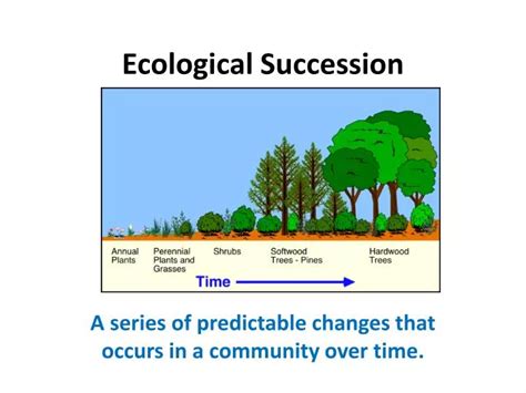 Ppt Ecological Succession Powerpoint Presentation Free Download Id