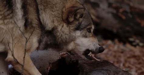 Close Up Shot Of Wolf Feasting Snarling On Carcass Horkai
