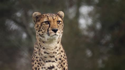 4k Cheetah Wild Hd Animals 4k Wallpapers Images Backgrounds Photos