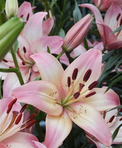 Asiatic Lily Rosellas Dream Asiatic Hybrid Hardy Lilies Fall