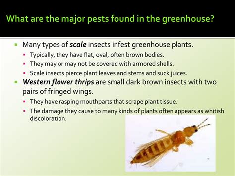 Ppt Horticulture Science Lesson 37 Identifying And Managing Insect