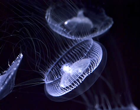 20 Most Graceful Jellyfish Photography Webdesignerdrops