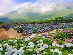 新北萬里千坪繡球花海準備開放！超大片繽紛「高家繡球花田」第三園區五月綻放！ - Klook Travel Blog