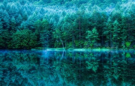 Wallpaper Hutan Danau Air Alam Refleksi Lahan Basah Habitat