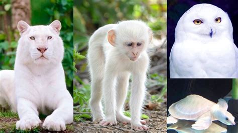 Most Beautiful White Animals In The World Youtube