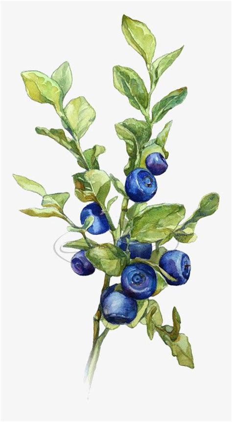 Watercolor Painting Of Blue Berries And Green Leaves