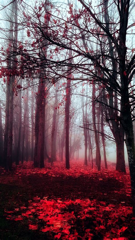 Fairytale Photography Making Use Of The Fog In The Forest Dark