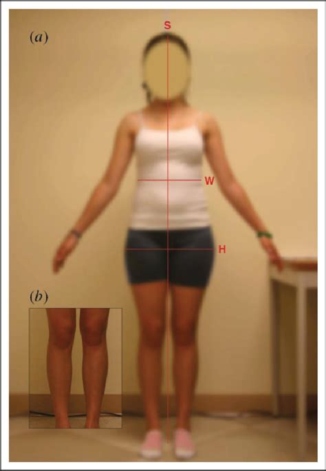 Figure 1 From What Makes Jessica Rabbit Sexy Contrasting Roles Of Waist And Hip Size Semantic