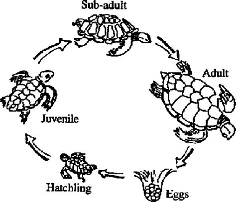 Life Cycle Of A Turtle Pictures Malvina Newcomb