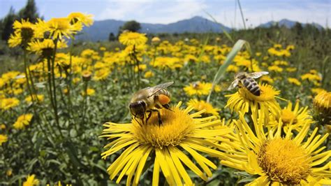 Honey bee flowers to plant. Again and again: 37 million bees found dead -- Earth ...
