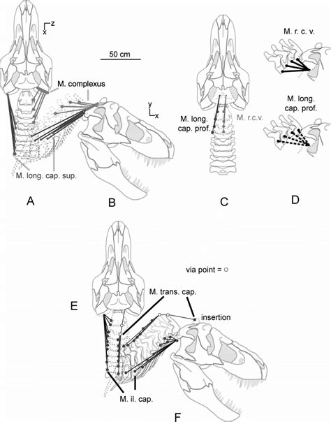 Position Vectors Of Major Neck Muscles In Tyrannosaurus Rex Amnh