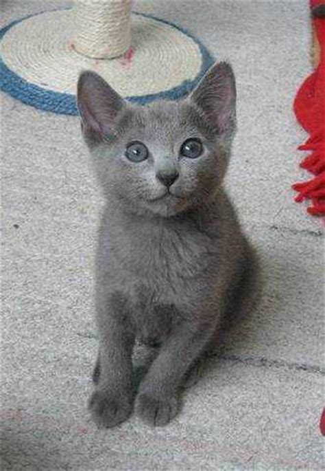 Their short, dense coat, which stands out from the body. Classy Russian Blue Kittens FOR SALE ADOPTION from British ...
