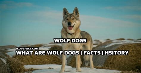 Amazing Facts About Wolf Dogs What You Dont Know Could Surprise You