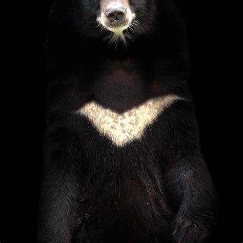 Why Moon Bears Need A Moment In The Sun