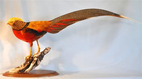 Wildfowl Artistry Red Golden Pheasant Rooster