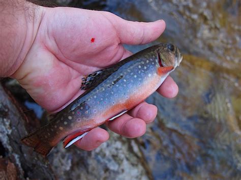 Brook Trout Fishing Report White Oak Canyon Robinson River