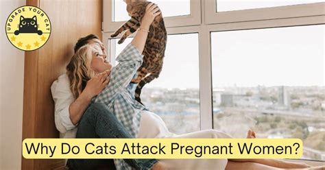 Why Do Cats Attack Pregnant Women