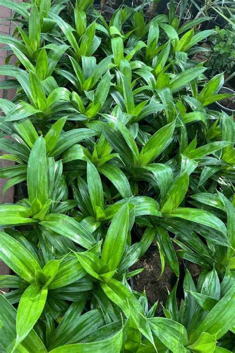 Pandanus Dubius Outdoor Plants Plantshopme