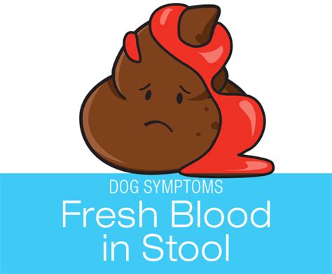 Why Does My Dog Have Blood In His Poop