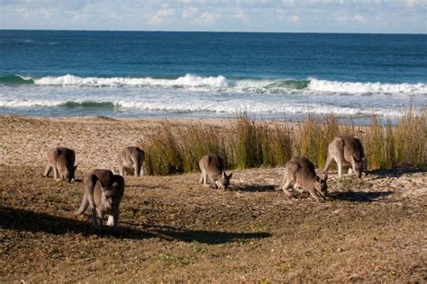 The Best Beaches In New South Wales Australia