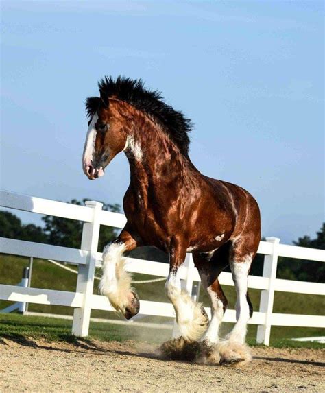 Pin By Meral On Clydesdale Clydesdale Horses Horses Western