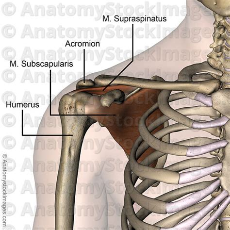 Anatomy Stock Images Shoulder Musculus Subscapularis Supraspinatus